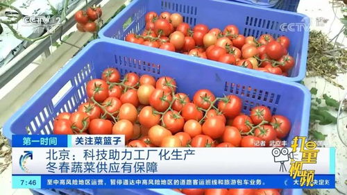 这家工厂化蔬菜生产大棚厉害了,一年销售额达5000万