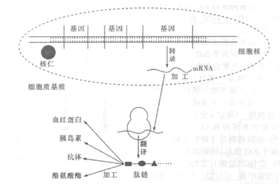 下图表示细胞内蛋白质合成过程,仔细阅读下图。请据图回答下列问题: