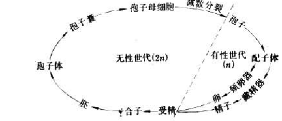 高级植物生理复习资料答案