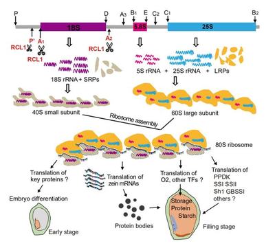 Plant Cell | 安徽农业大学杨俊课题组发现玉米籽粒发育和储存物质合成新机制